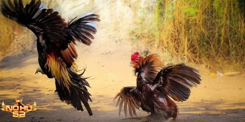Chiến lược đá gà cựa đao Nohu52 – Cơ hội thắng đỉnh cao