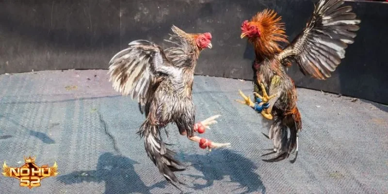 Khám phá đá gà WS168 tại Nohu52 với tỷ lệ minh bạch