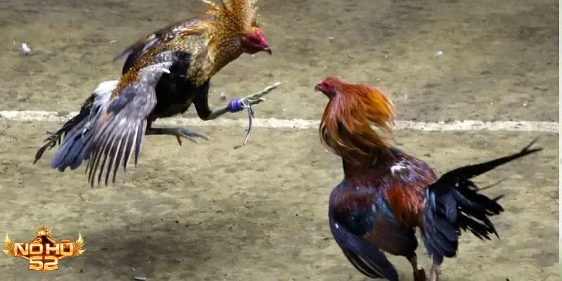 Tham gia đá gà Nohu52 – Trải nghiệm gay cấn, nhận thưởng hấp dẫn