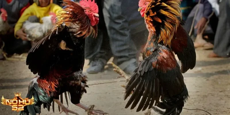 Trải nghiệm cá cược minh bạch, thắng lớn dễ dàng cùng Nohu52